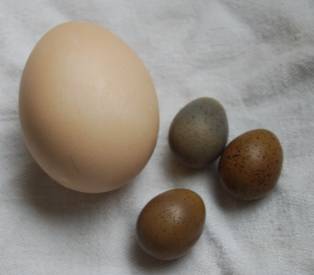 Button Quail Eggs
